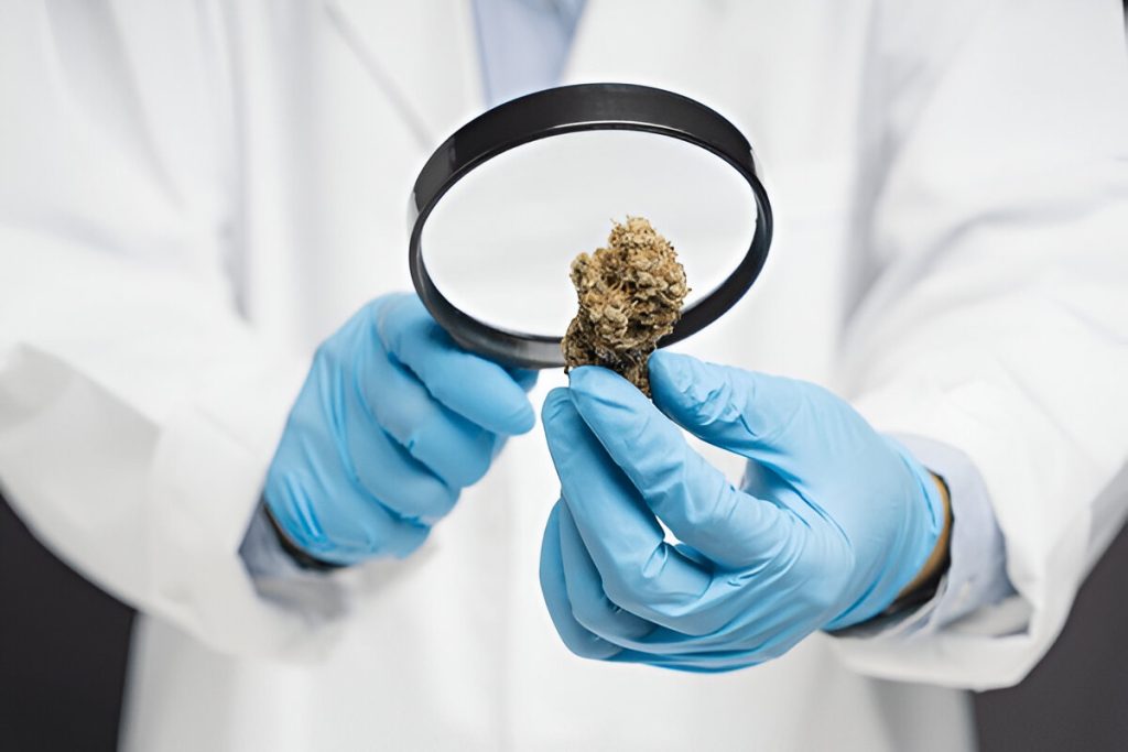 Kentucky medical marijuana