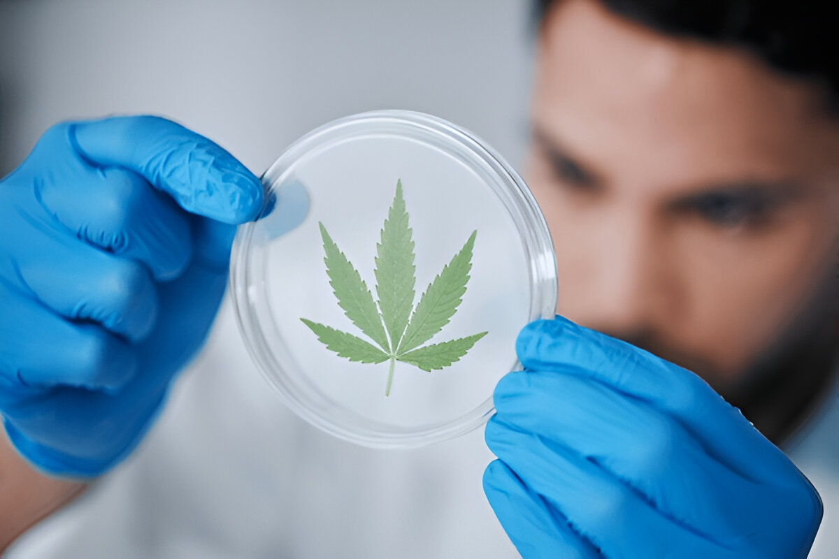 Kentucky medical marijuana for multiple sclerosis