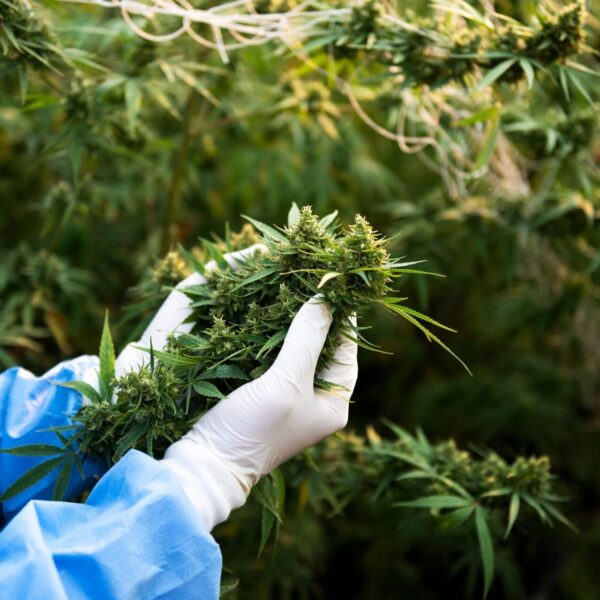 HHC vs Delta 9 THC, Medical Marijuana for Maximum Potency